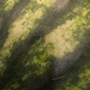 Meet your Posher, Brooklyn